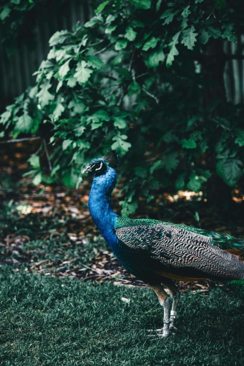 a peacock standing on top of a lush green field