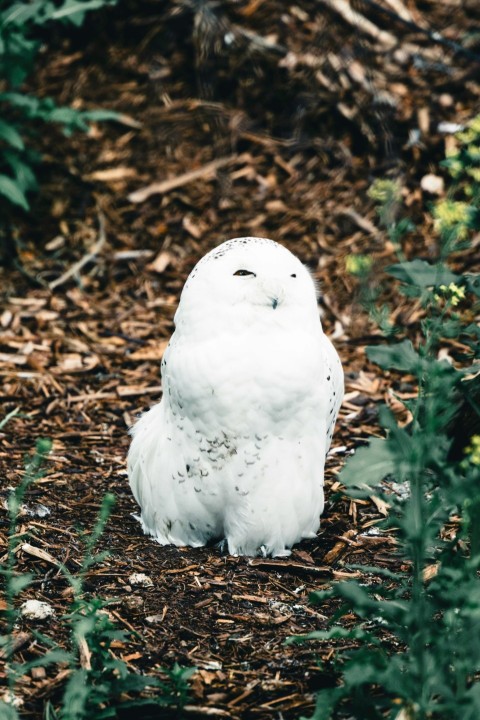 a white owl sitting in the middle of a forest