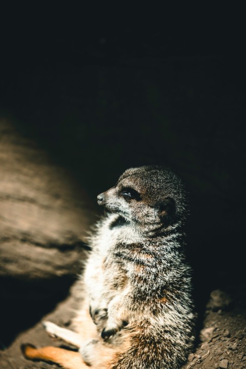 a small meerkat sitting on a rock