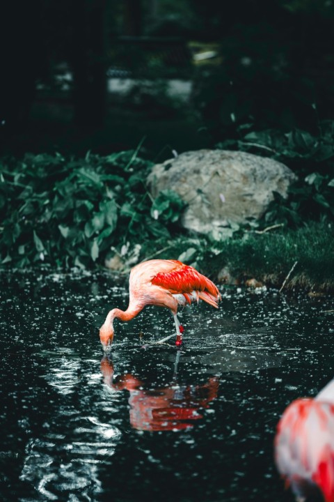 a pink flamingo standing in a pool of water