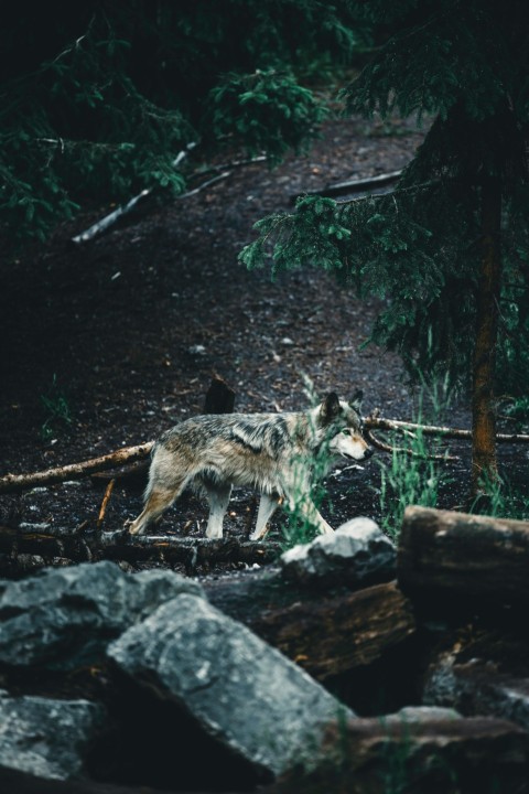 a lone wolf standing on a rocky trail