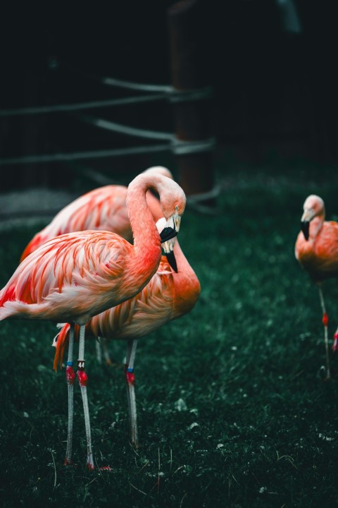 a group of flamingos standing on top of a lush green field