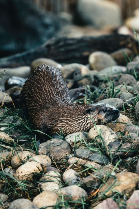 a beaver is laying on some rocks and grass P