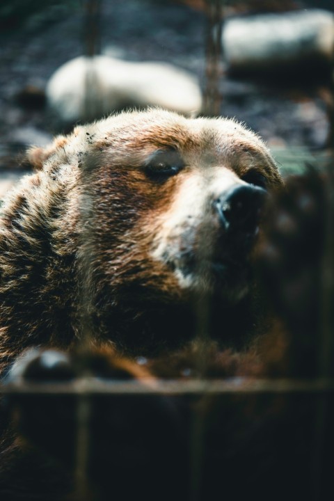 a bear that is laying down in the dirt