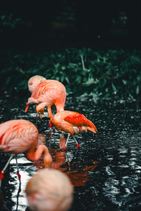 a group of flamingos standing in the rain