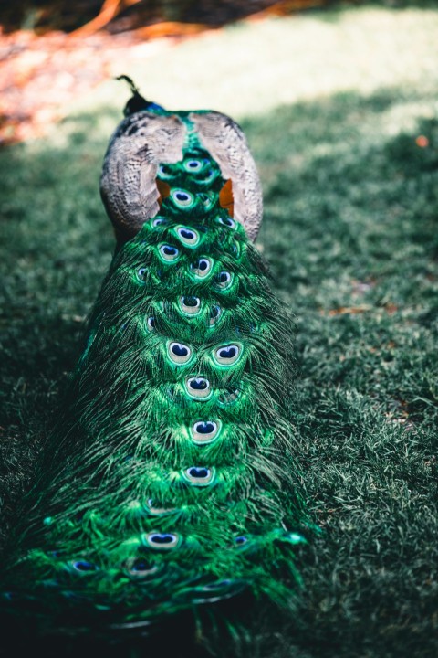 a peacock standing on top of a lush green field