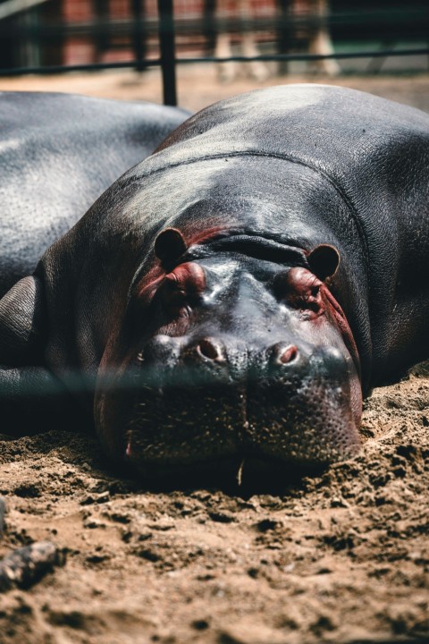 a hippopotamus laying on the ground in an enclosure