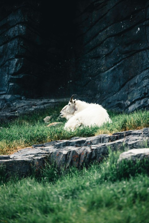 a white sheep laying on top of a lush green field