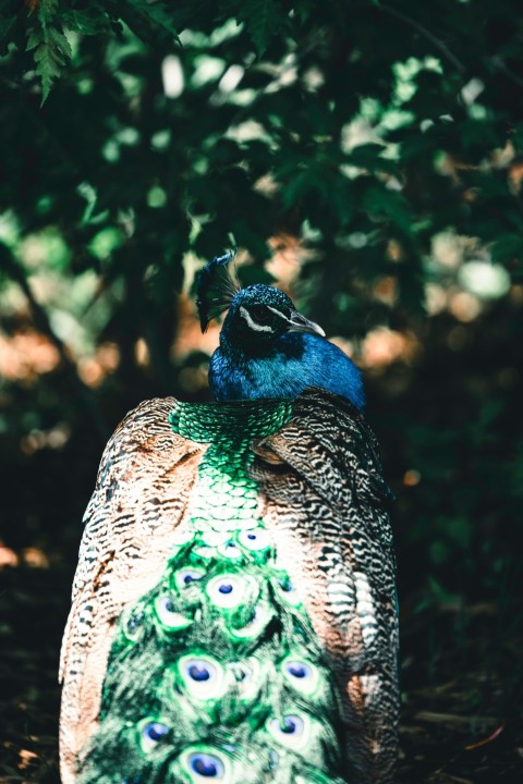 a blue and green bird sitting on top of a rock