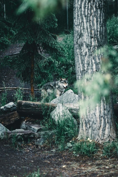 a bear in a wooded area next to a tree