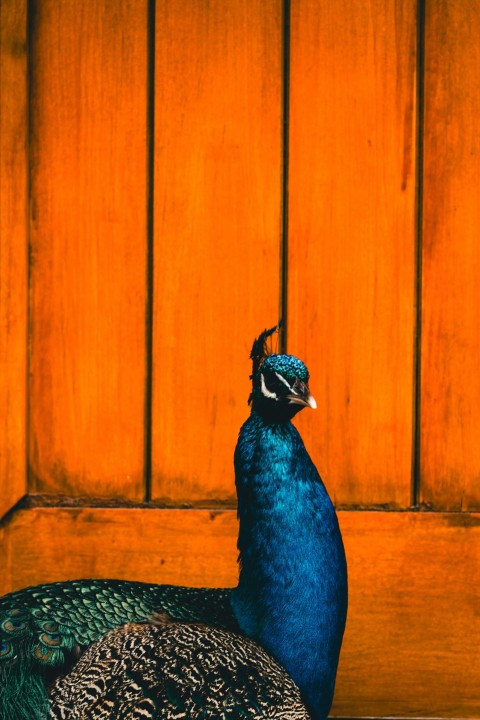 two peacocks standing next to each other in front of a wooden door