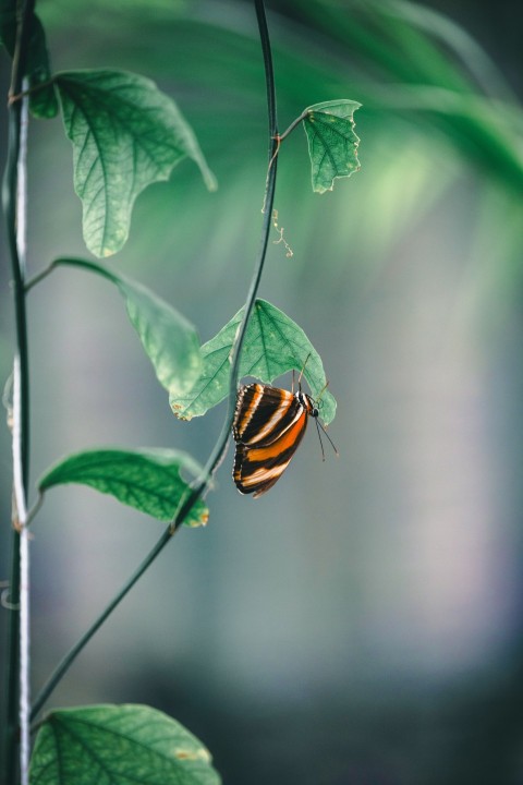 a striped butterfly sitting on a green leaf