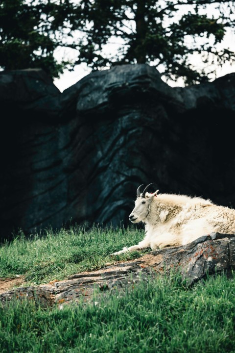 a goat laying down in a grassy field