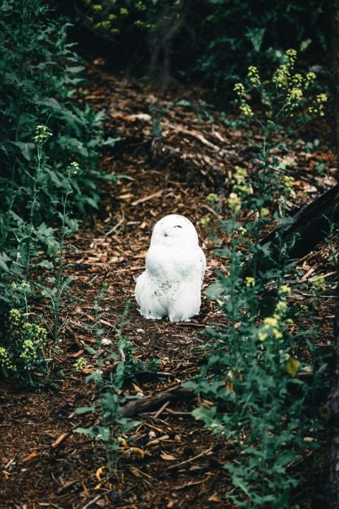 a white owl sitting in the middle of a forest