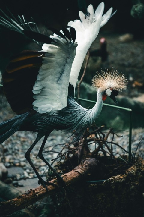 a large bird with a long beak standing on top of a tree branch