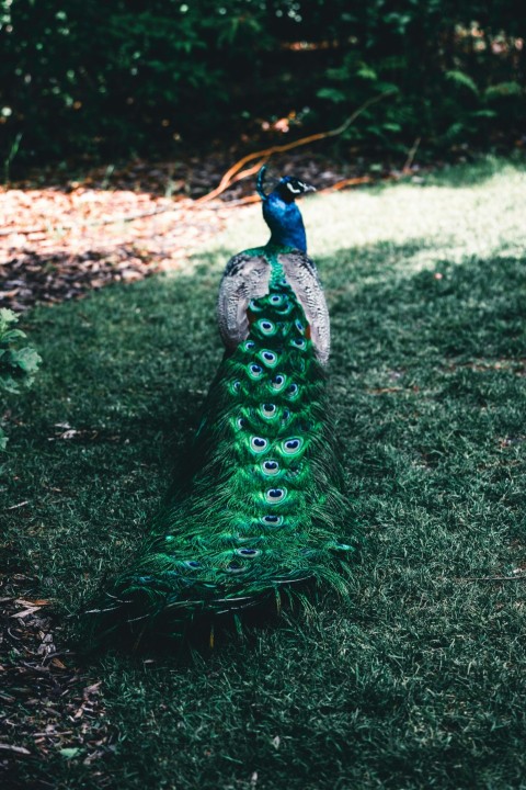 a peacock standing on top of a lush green field