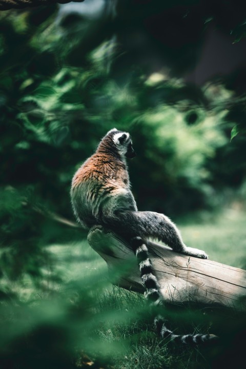 a lemur sitting on a log in a forest