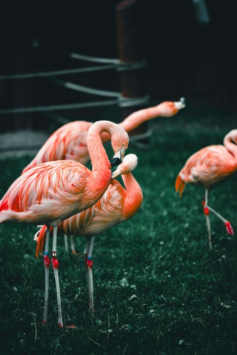 a group of pink flamingos standing on top of a lush green field