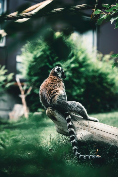 a lemura sitting on a log in the grass