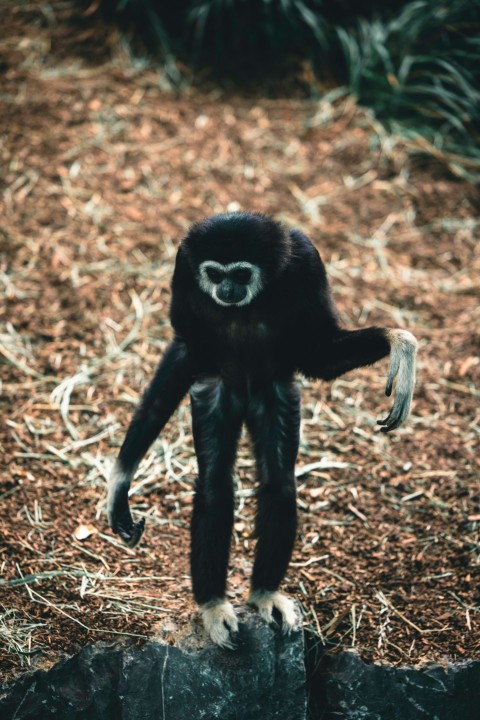 a black and white monkey standing on a rock