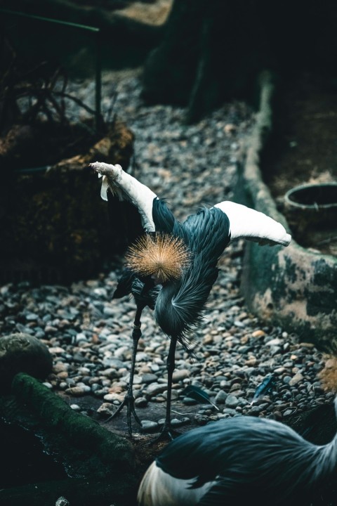 a couple of birds standing on top of a rocky ground