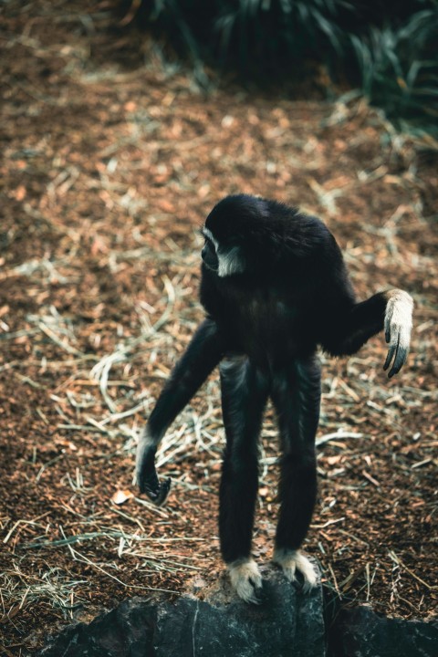 a monkey standing on top of a tree stump