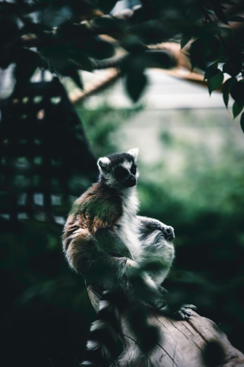 a small animal sitting on top of a tree branch