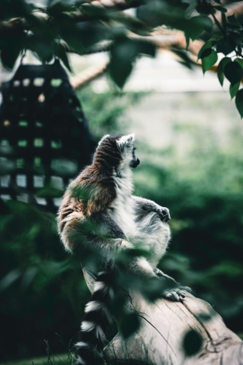 a monkey sitting on top of a tree branch