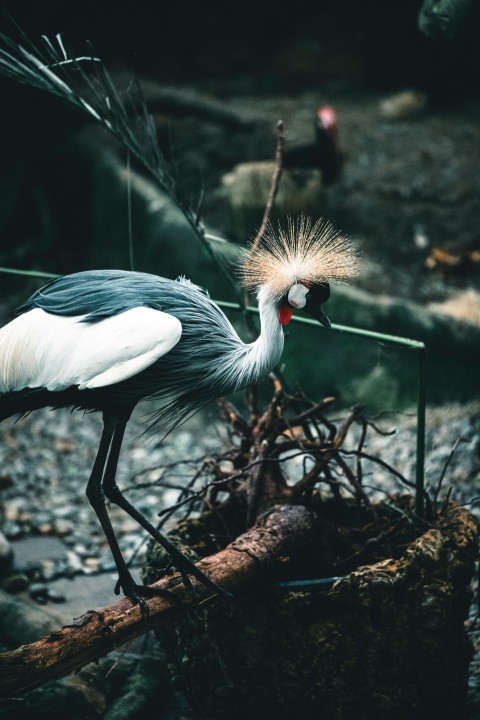 a bird standing on top of a pile of twigs b_r8qa9RJ