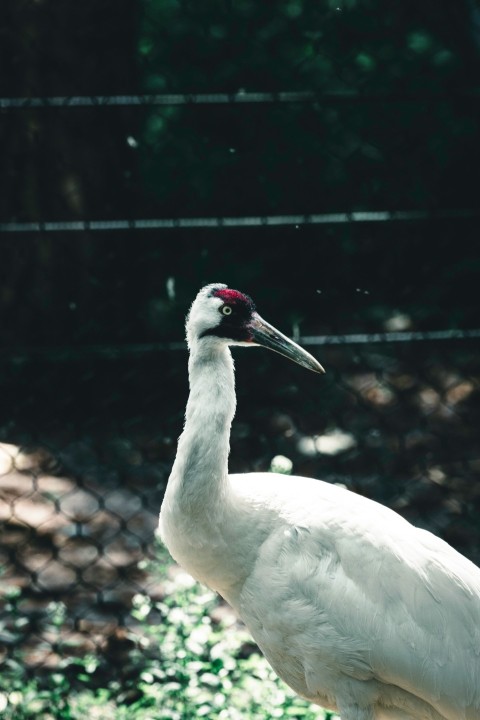 a large white bird standing on top of a lush green field