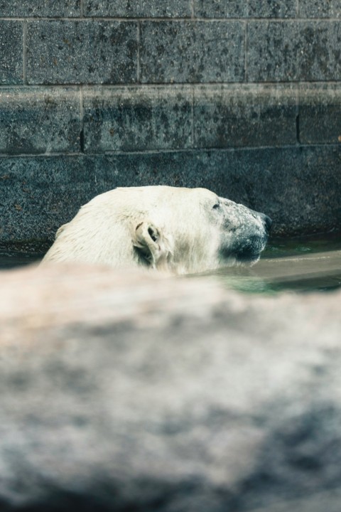 a polar bear swimming in a pool of water