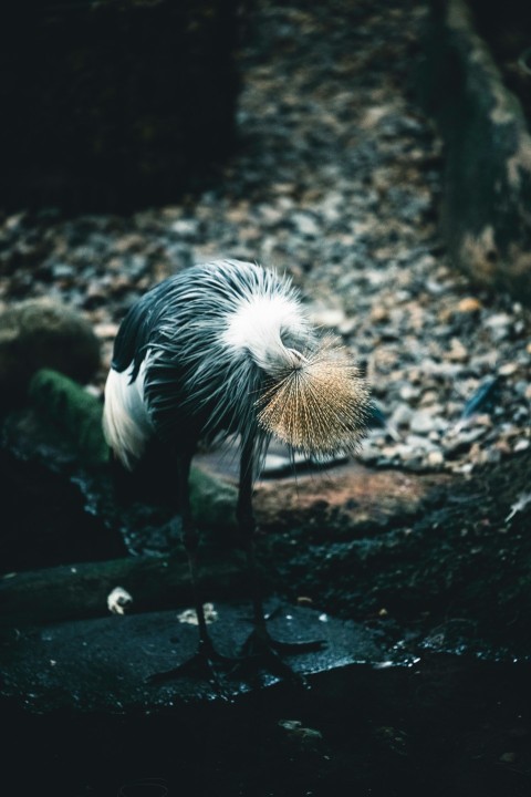 a black and white bird standing on top of a forest floor