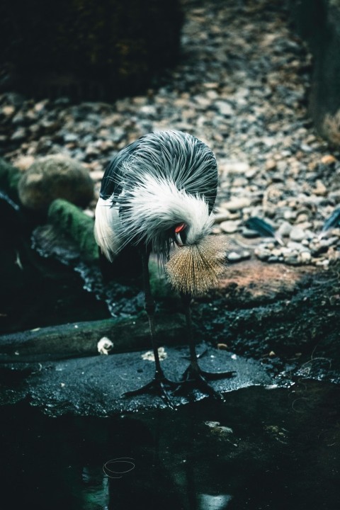 a black and white bird standing on top of a puddle of water