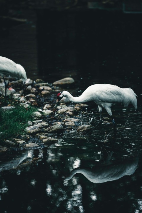 a couple of white birds standing on top of a river