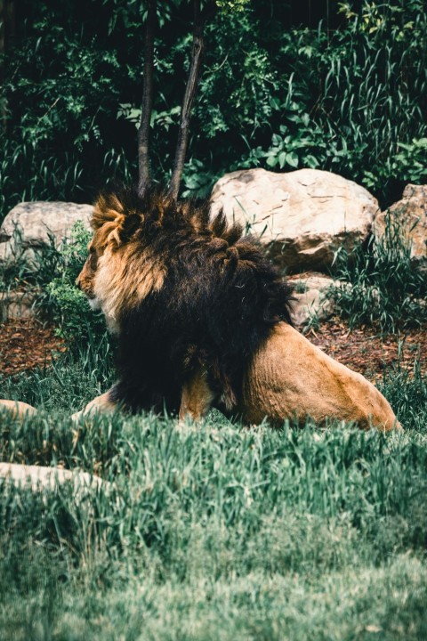 a lion laying in the grass near some rocks