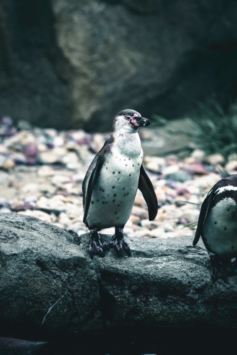 a couple of penguins standing on top of a rock hTnoGSS8H