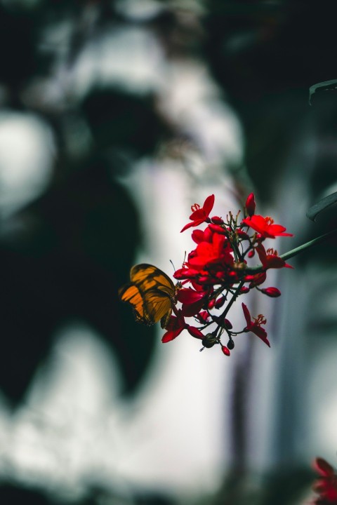 a butterfly is sitting on a red flower