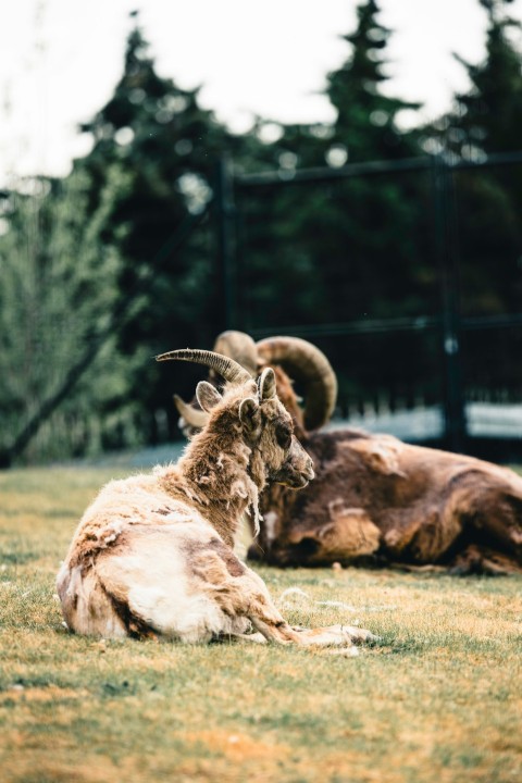 a couple of goats laying on top of a lush green field