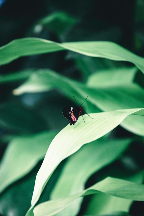 a butterfly sitting on top of a green leaf