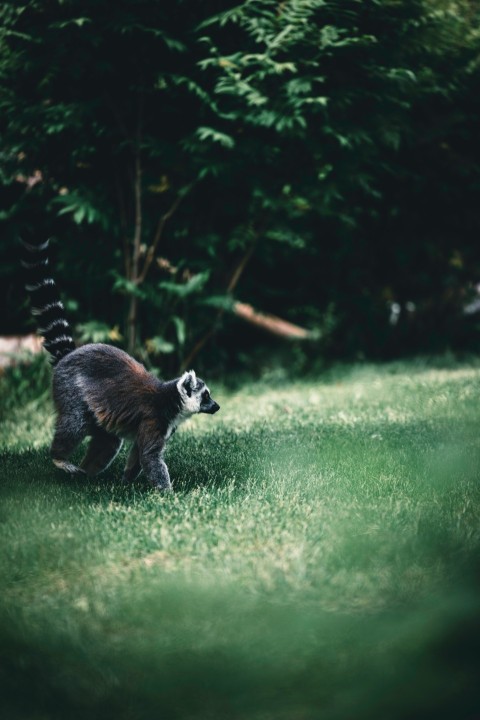 a small animal walking across a lush green field