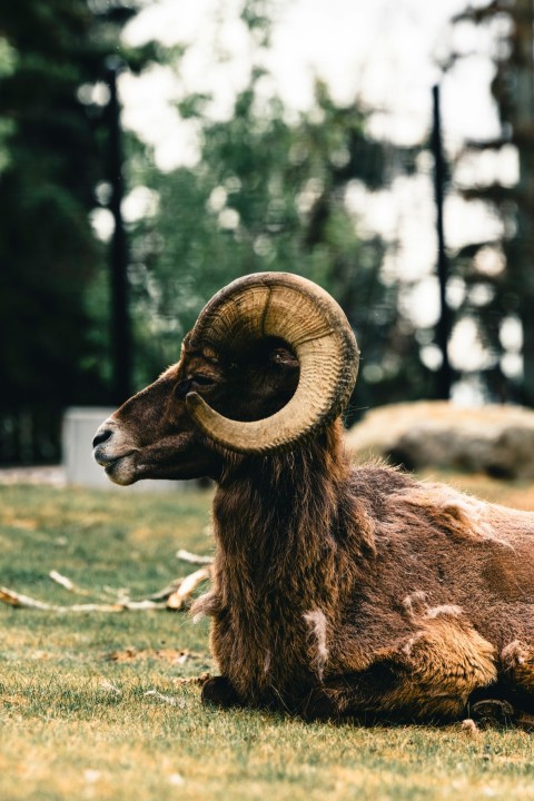 a ram laying on the ground in the grass Xi