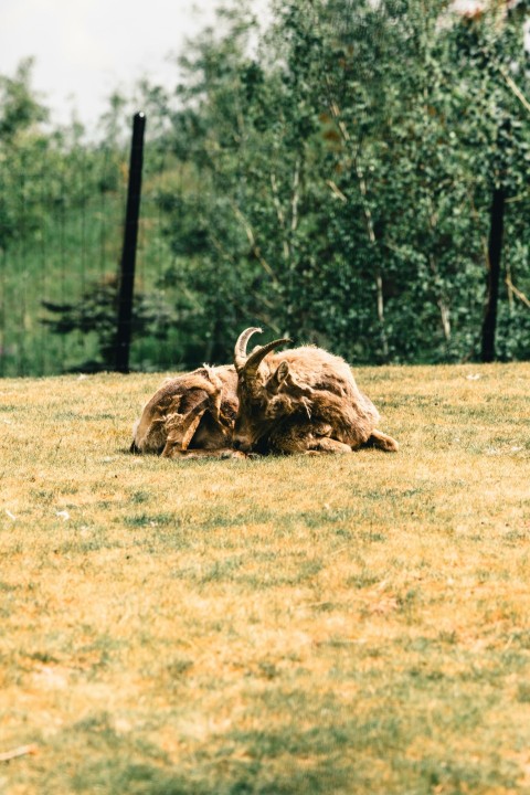 a dead animal laying in a field with trees in the background