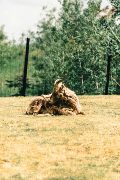 an animal that is laying down in the grass