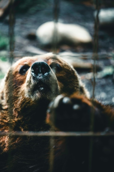 a brown bear looking up through a wire fence _GrjKiy