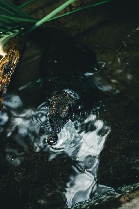 an alligator swimming in a pool of water fhvm6HiN