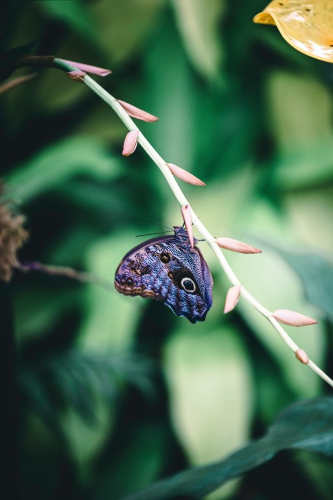 a butterfly sitting on a branch in a forest