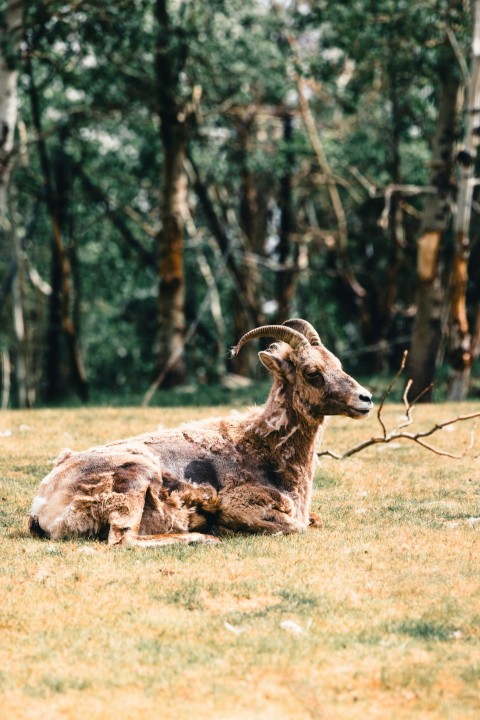 a ram laying in a field with trees in the background