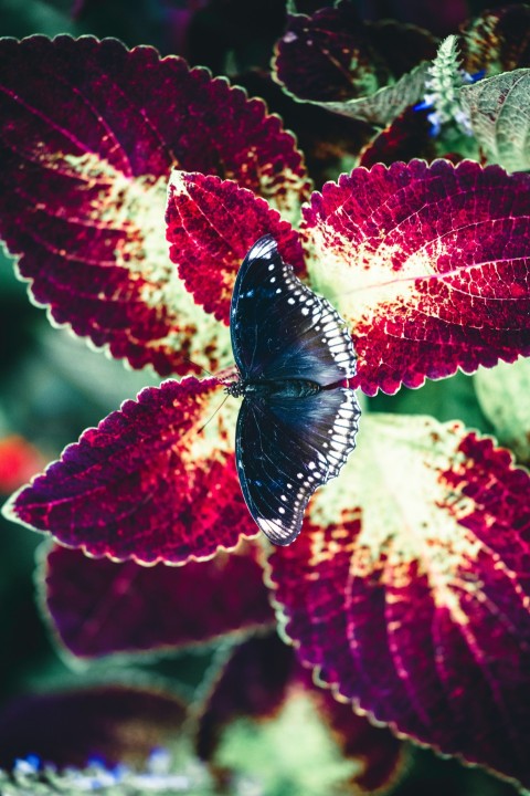 a close up of a butterfly on a flower JeGuk3