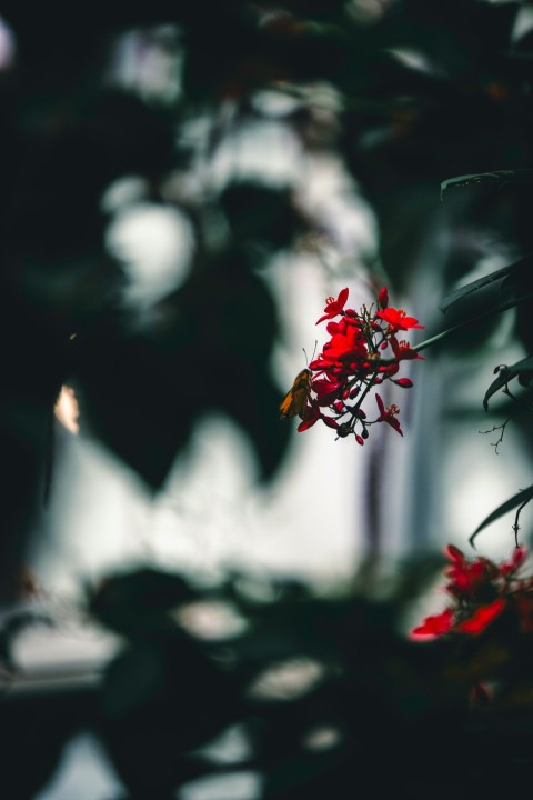 a plant with red flowers in front of a building