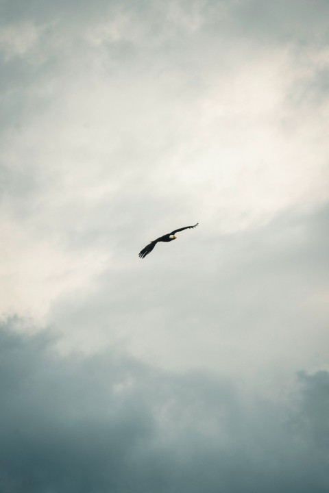 a bird flying through a cloudy sky on a cloudy day